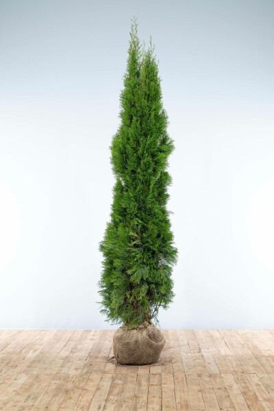Thuja Occidentalis Smaragd 200-225 cm