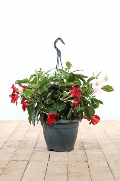 Mandevilla Mandevilla Sanderi Hangpot Rood/Wit 35-40 Pot Dipladenia / Mandevilla hangpot 35-40 cm
