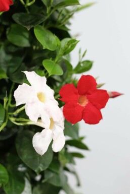Mandevilla Mandevilla Sanderi Hangpot Rood/Wit 35-40 Pot Dipladenia / Mandevilla hangpot 35-40 cm