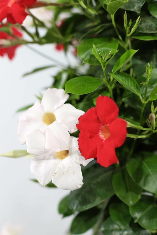 Mandevilla Mandevilla Sanderi Hangpot Rood/Wit 35-40 Pot Dipladenia / Mandevilla hangpot 35-40 cm