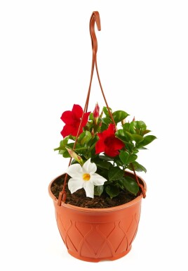 Mandevilla Mandevilla Sanderi Hangpot Rood/Wit 35-40 Pot Dipladenia / Mandevilla hangpot 35-40 cm