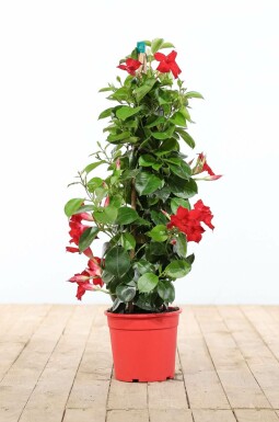Dipladenia / Mandevilla pyramide 100-120 cm