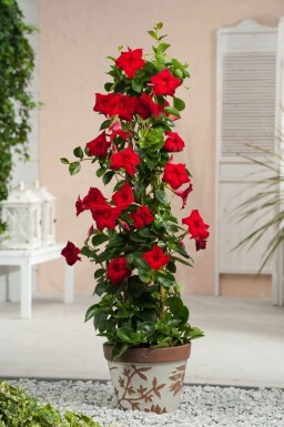 Mandevilla Mandevilla Sanderi Pyramide Rood 35-40 Pot