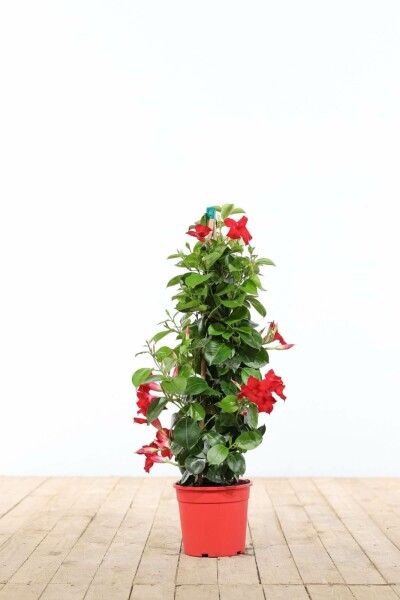 Mandevilla Mandevilla Sanderi Pyramide Rood 60-70 Pot Dipladenia / Mandevilla pyramide 60-70 cm
