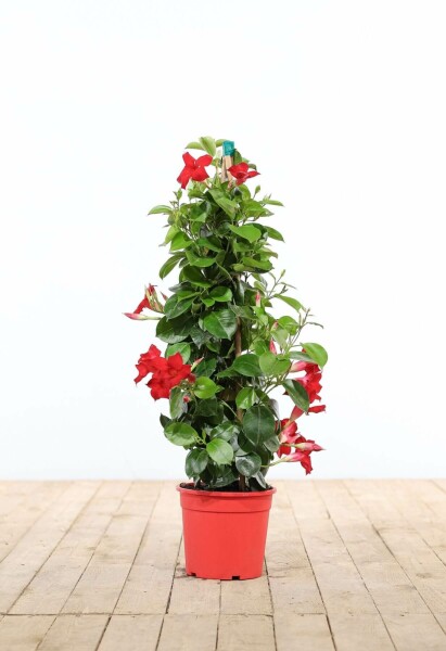 Dipladenia / Mandevilla pyramide 80-100 cm