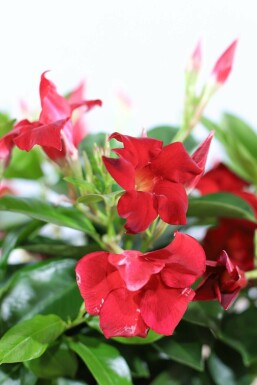 Dipladenia / Mandevilla pyramide 80-100 cm