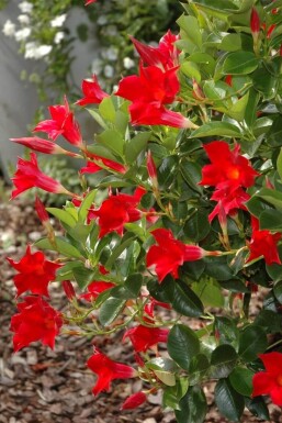 Dipladenia / Mandevilla pyramide 80-100 cm