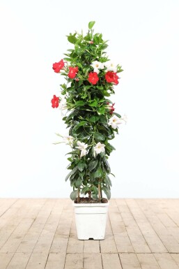 Dipladenia / Mandevilla pyramide 100-120 cm
