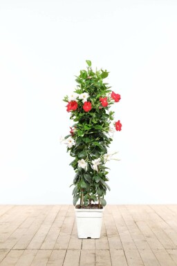 Dipladenia / Mandevilla pyramide 35-40 cm