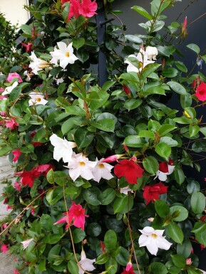 Mandevilla Mandevilla Sanderi Pyramide Rood/Wit 35-40 Pot Dipladenia / Mandevilla pyramide 35-40 cm