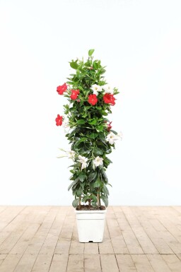 Geen afbeelding beschikbaar