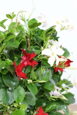 Dipladenia / Mandevilla pyramide 60-70 cm
