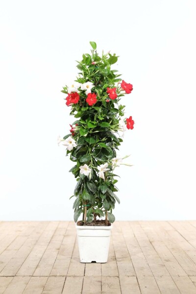 Mandevilla Mandevilla Sanderi Pyramide Rood/Wit 80-100 Pot Dipladenia / Mandevilla pyramide 80-100 cm