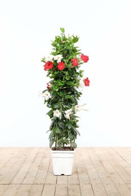 Dipladenia / Mandevilla pyramide 80-100 cm