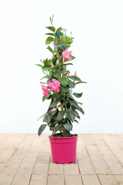 Mandevilla Mandevilla Sanderi Pyramide Rose 100-120 Pot Dipladenia / Mandevilla pyramide 100-120 cm