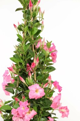 Dipladenia / Mandevilla pyramide 100-120 cm