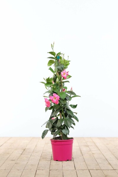 Dipladenia / Mandevilla pyramide 60-70 cm