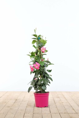 Dipladenia / Mandevilla pyramide 60-70 cm