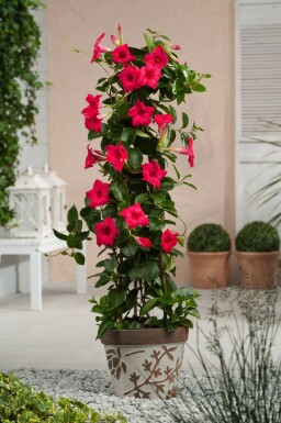 Mandevilla Mandevilla Sanderi Pyramide Rose 60-70 Pot Dipladenia / Mandevilla pyramide 60-70 cm