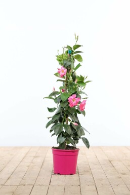 Dipladenia / Mandevilla pyramide 80-100 cm