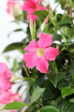 Dipladenia / Mandevilla pyramide 80-100 cm