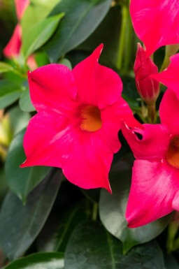 Dipladenia / Mandevilla pyramide 80-100 cm