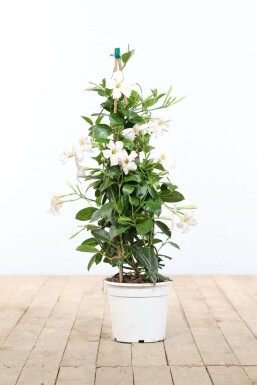 Geen afbeelding beschikbaar