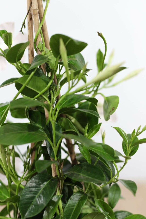 Mandevilla Mandevilla Sanderi Pyramide Wit 100-120 Pot Dipladenia / Mandevilla pyramide 100-120 cm