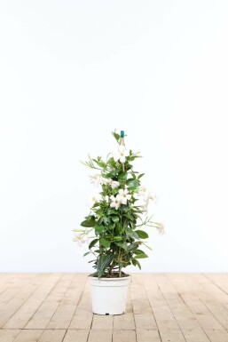 Geen afbeelding beschikbaar