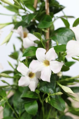 Dipladenia / Mandevilla pyramide 60-70 cm