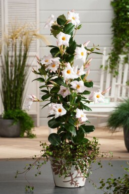 Dipladenia / Mandevilla pyramide 60-70 cm