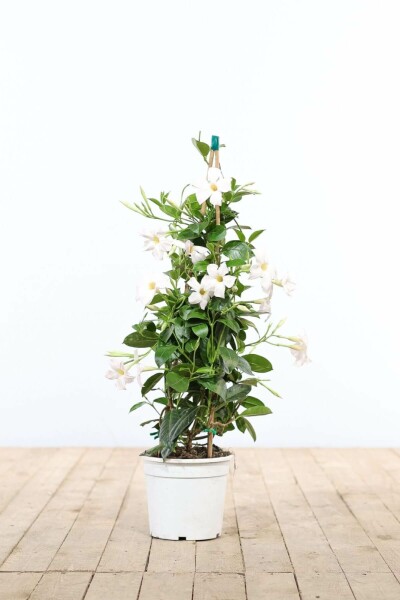 Mandevilla Mandevilla Sanderi Pyramide Wit 80-100 Pot Dipladenia / Mandevilla pyramide 80-100 cm
