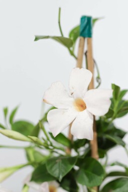 Mandevilla Mandevilla Sanderi Pyramide Wit 80-100 Pot Dipladenia / Mandevilla pyramide 80-100 cm