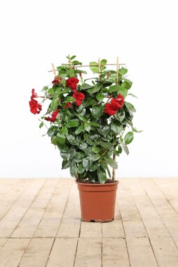 Dipladenia / Mandevilla rek 35-40 cm