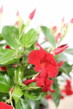Mandevilla Mandevilla Sanderi Rek Rood 35-40 Pot Dipladenia / Mandevilla rek 35-40 cm