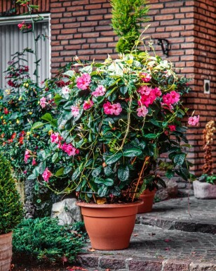Dipladenia / Mandevilla rek 35-40 cm