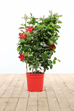 Mandevilla Mandevilla Sanderi Rek Rood 60-70 Pot Dipladenia / Mandevilla rek 60-70 cm
