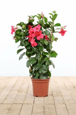 Mandevilla Mandevilla Sanderi Rek Rose 35-40 Pot