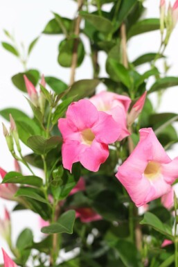 Dipladenia / Mandevilla rek 35-40 cm