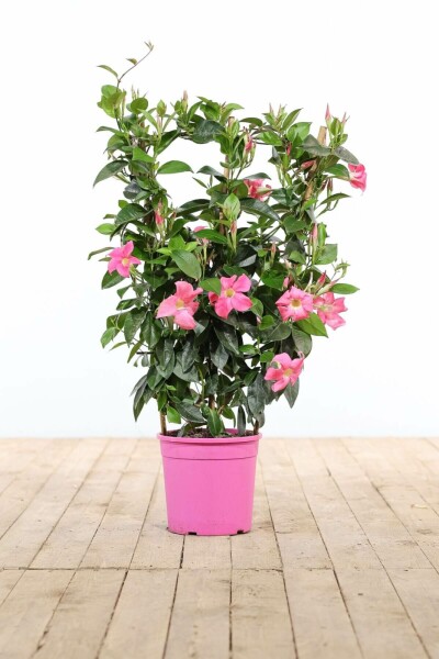 Mandevilla Mandevilla Sanderi Rek Rose 60-70 Pot Dipladenia / Mandevilla rek 60-70 cm