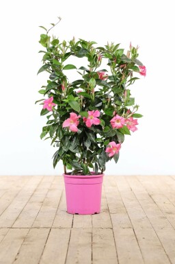 Mandevilla Mandevilla Sanderi Rek Rose 60-70 Pot