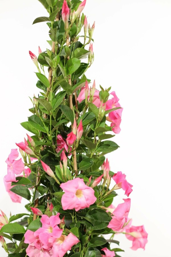 Mandevilla Mandevilla Sanderi Rek Rose 60-70 Pot Dipladenia / Mandevilla rek 60-70 cm
