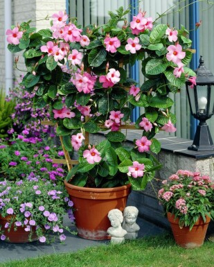 Mandevilla Mandevilla Sanderi Rek Rose 60-70 Pot Dipladenia / Mandevilla rek 60-70 cm