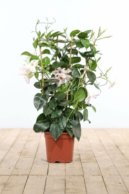 Dipladenia / Mandevilla rek 35-40 cm