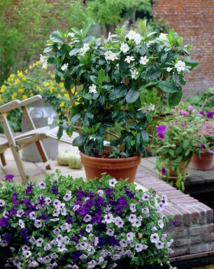 Mandevilla Mandevilla Sanderi Rek Wit 35-40 Pot Dipladenia / Mandevilla rek 35-40 cm