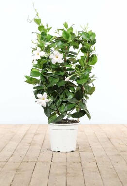 Mandevilla Mandevilla Sanderi Rek Wit 60-70 Pot Dipladenia / Mandevilla rek 60-70 cm