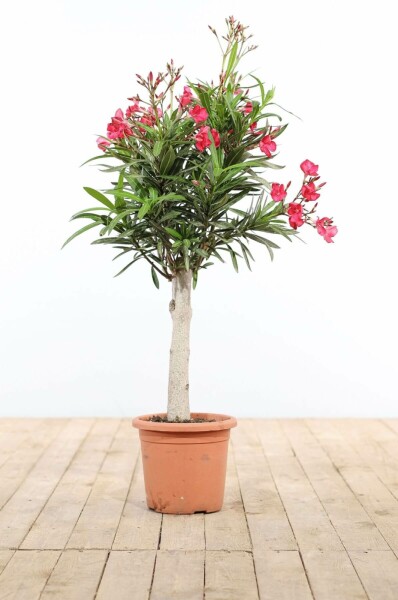 Nerium Oleander op stam 100-120 cm