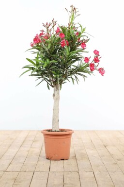 Oleander Nerium Oleander Op stam Rood 100-120 Pot