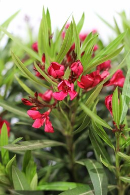 Oleander Nerium Oleander Op stam Rood 100-120 Pot