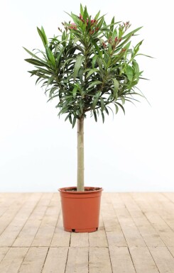 Nerium Oleander op stam 120-130 cm